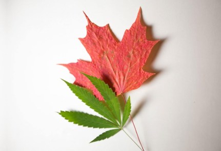 news-masthead-cannabis-maple-leaf jpg